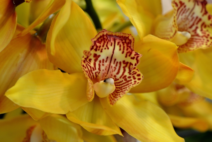 Ramo di Orchidea Cymbidium gialla dettaglio fiore 2