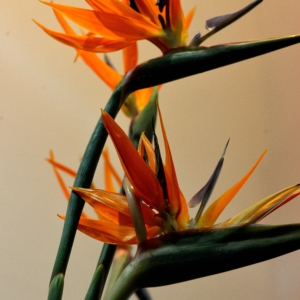 Strelitzia