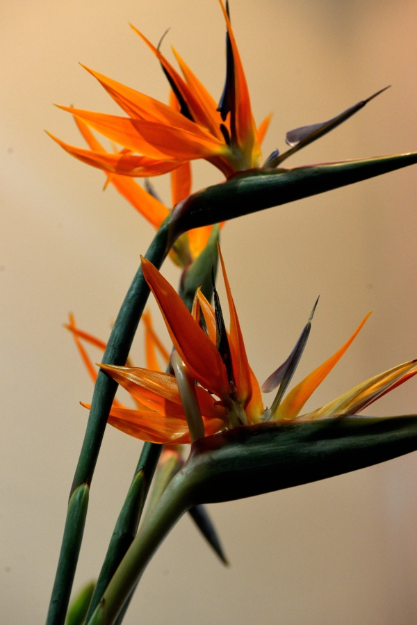 Strelitzia