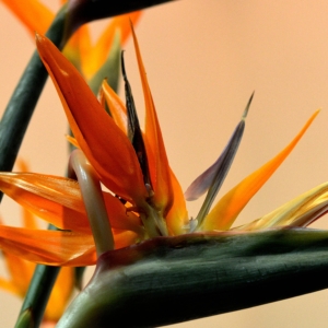 Strelitzia