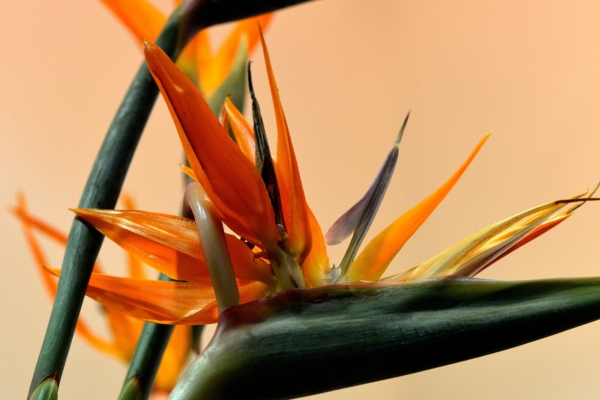 Strelitzia