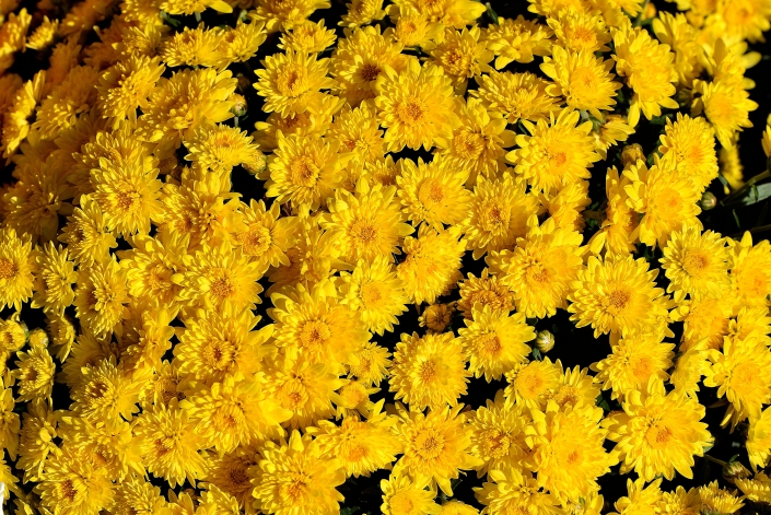 Pianta di Crisantemi