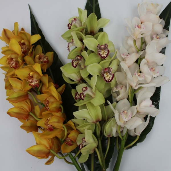 Orchidea Cymbidium tre rami in composizione