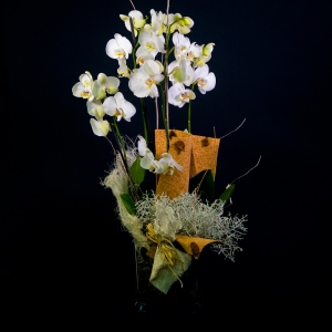 Orchidea phalaenopsis con vaso di vetro