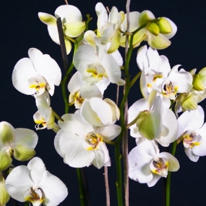 orchiedea phalaenopsis in vaso di vetro dettaglio fiori bianchi
