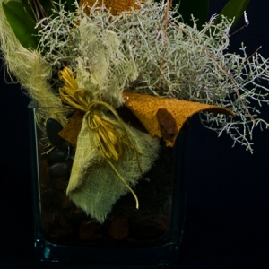 orchiedea phalaenopsis in vaso di vetro dettaglio vaso