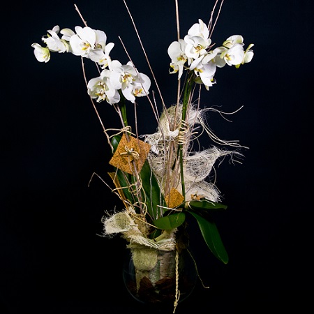 Orchidea phalaenopsis con vaso di vetro - La Violetta, fiorai da due  generazioni