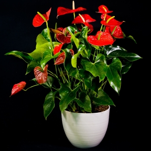 Anthurium pianta ornamentale con vaso di ceramica