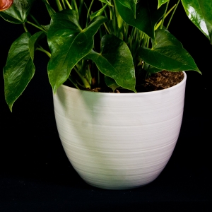 Anthurium pianta ornamentale dettaglio con vaso di ceramica