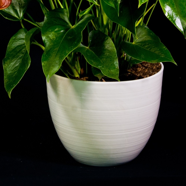 Anthurium pianta ornamentale dettaglio con vaso di ceramica