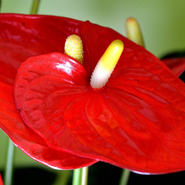 Anthurium pianta ornamentale dettaglio foglia rossa