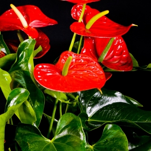 Anthurium pianta ornamentale dettaglio rosso