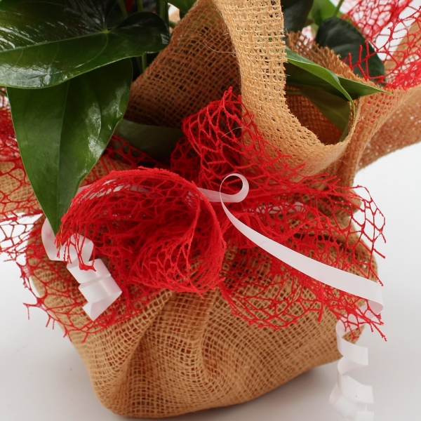 Anthurium pianta ornamentale dettaglio senza vaso