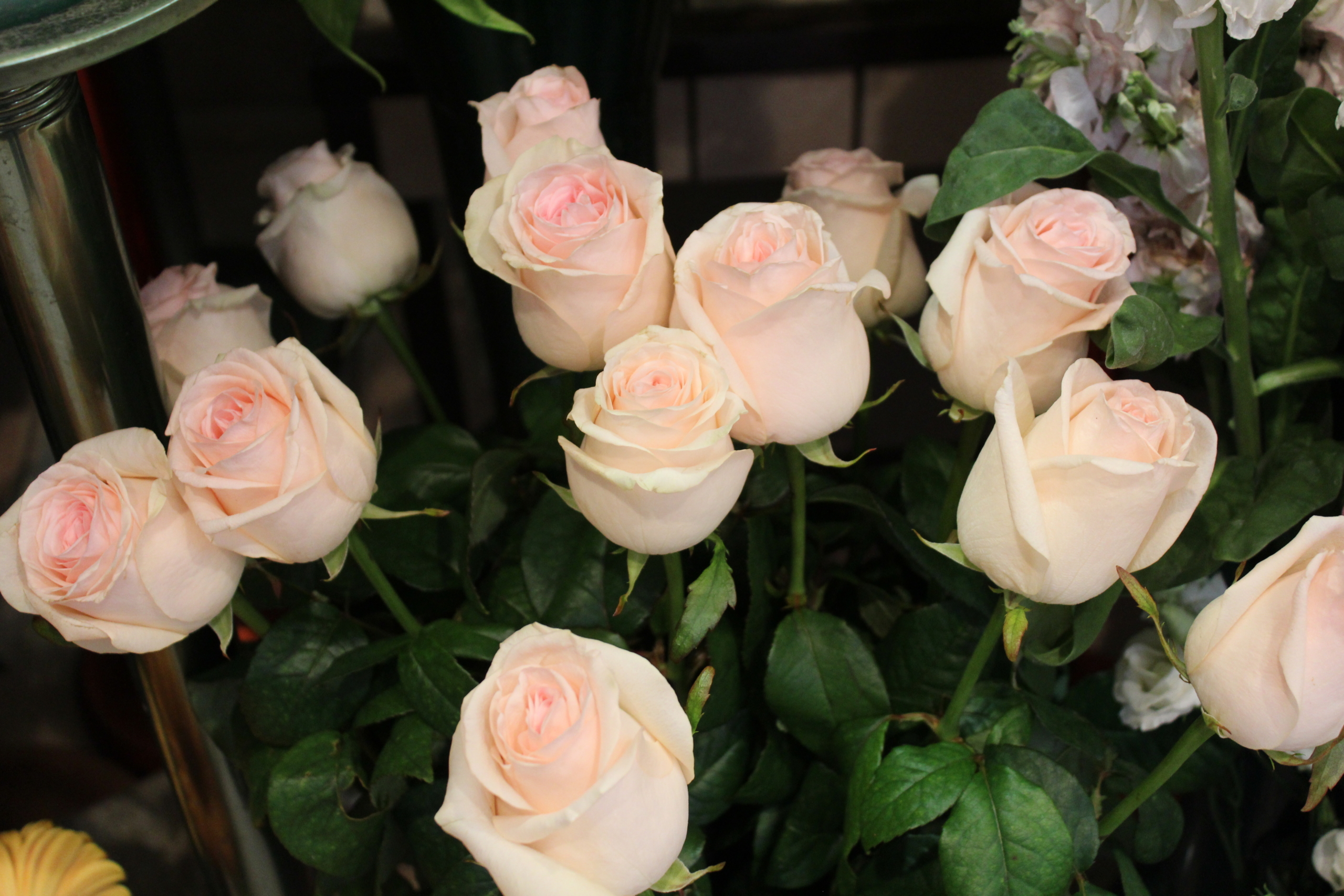 Composizione Rose Rosa