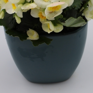 Begonia dettaglio vaso indaco