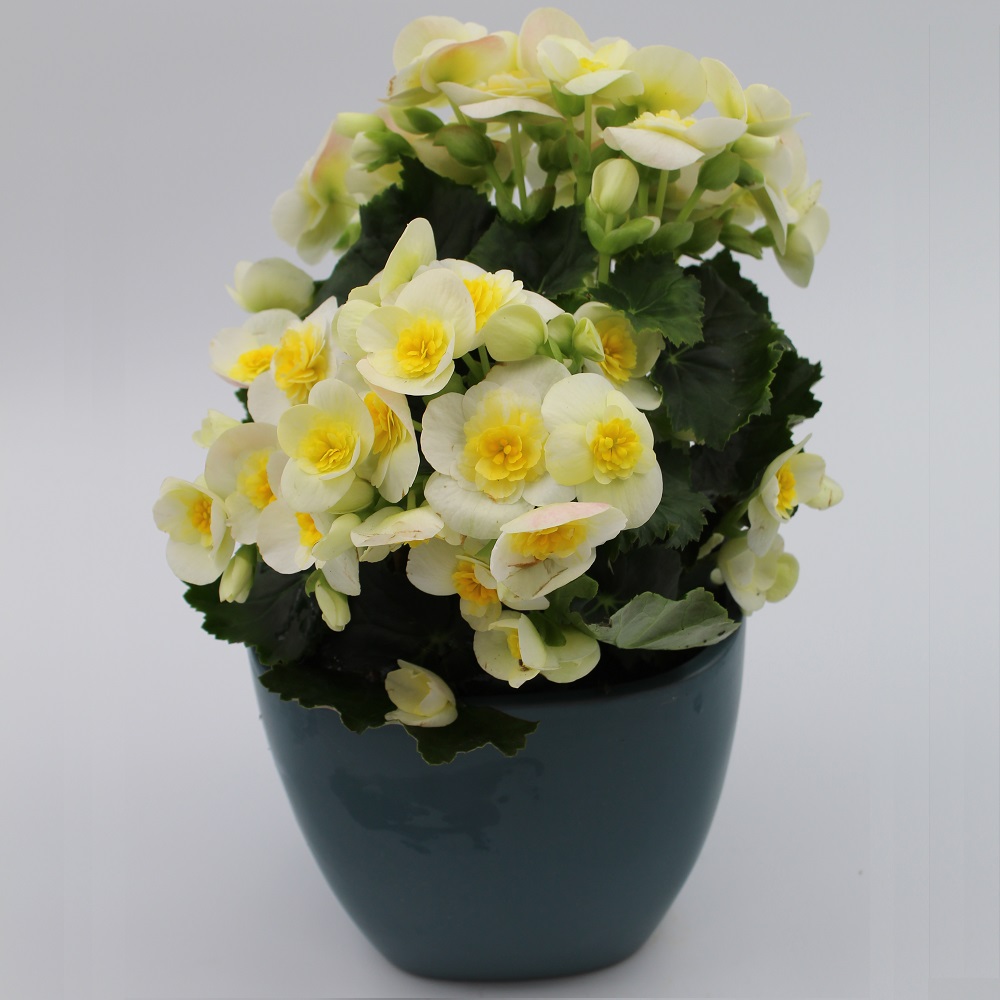 Begonia gialla con vaso indaco