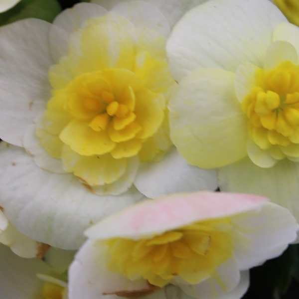 Begonia gialla dettaglio fiori