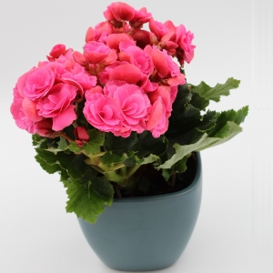 Begonia rosa con vaso indaco