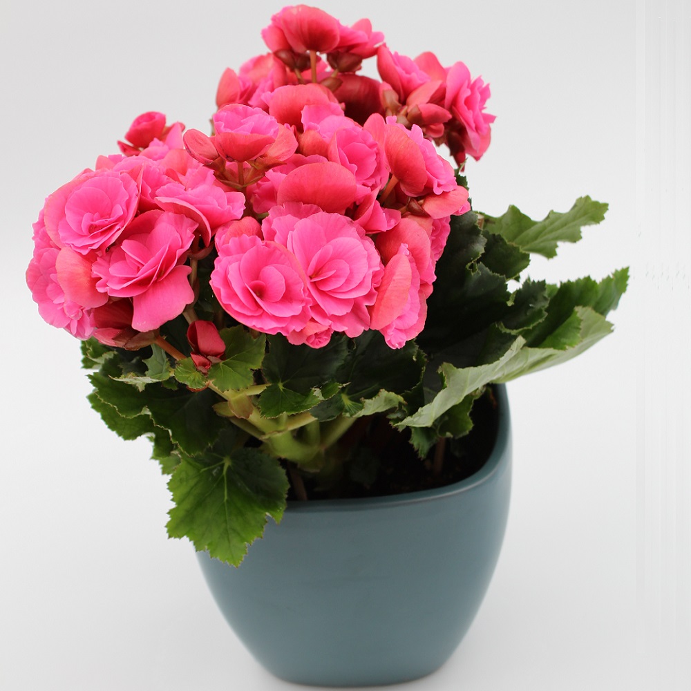 Begonia con vaso di ceramica - La Violetta, fiorai da due generazioni