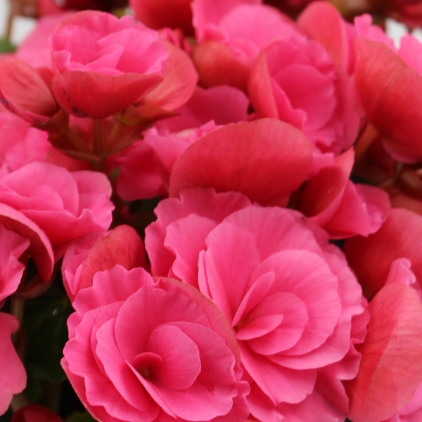 Begonia rosa dettaglio fiori