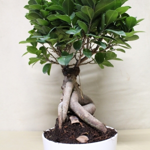 Bonsai Ficus Ginseng 2