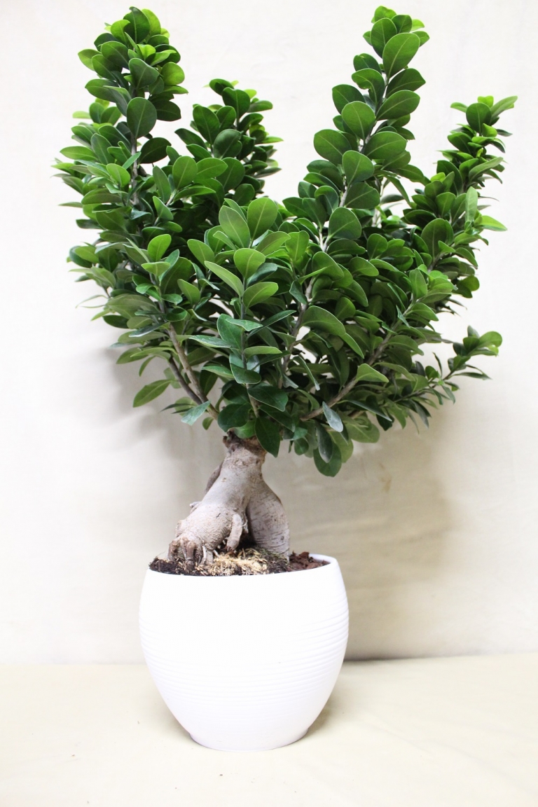 Bonsai Ficus Ginseng