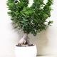 Bonsai Ficus Ginseng