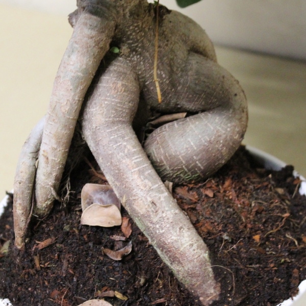 Bonsai Ficus Ginseng dettaglio radice