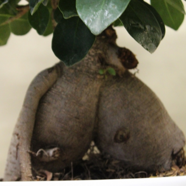 Bonsai Ficus Ginseng dettaglio radice2