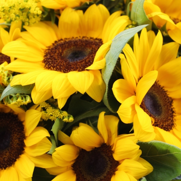 Bouquet di Girasoli dettaglio fiori