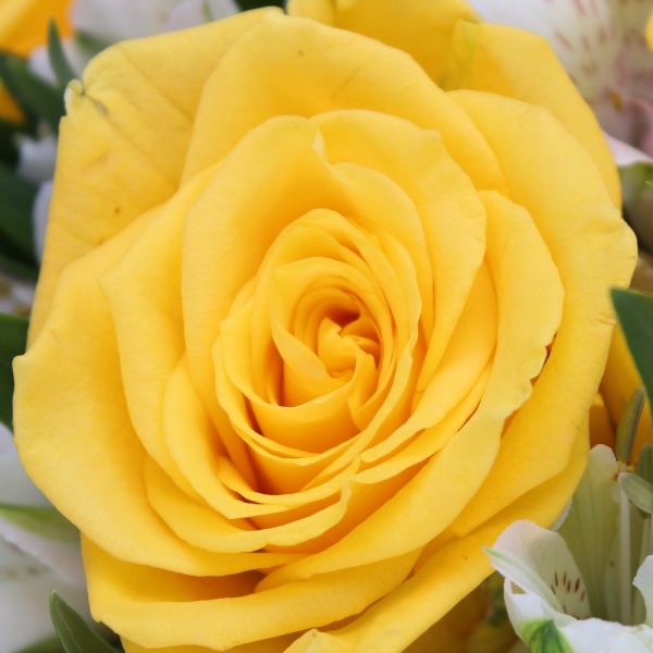 Bouquet di Rose Gialle dettaglio fiore