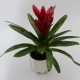 Bromelia Rossa con vaso Bianco