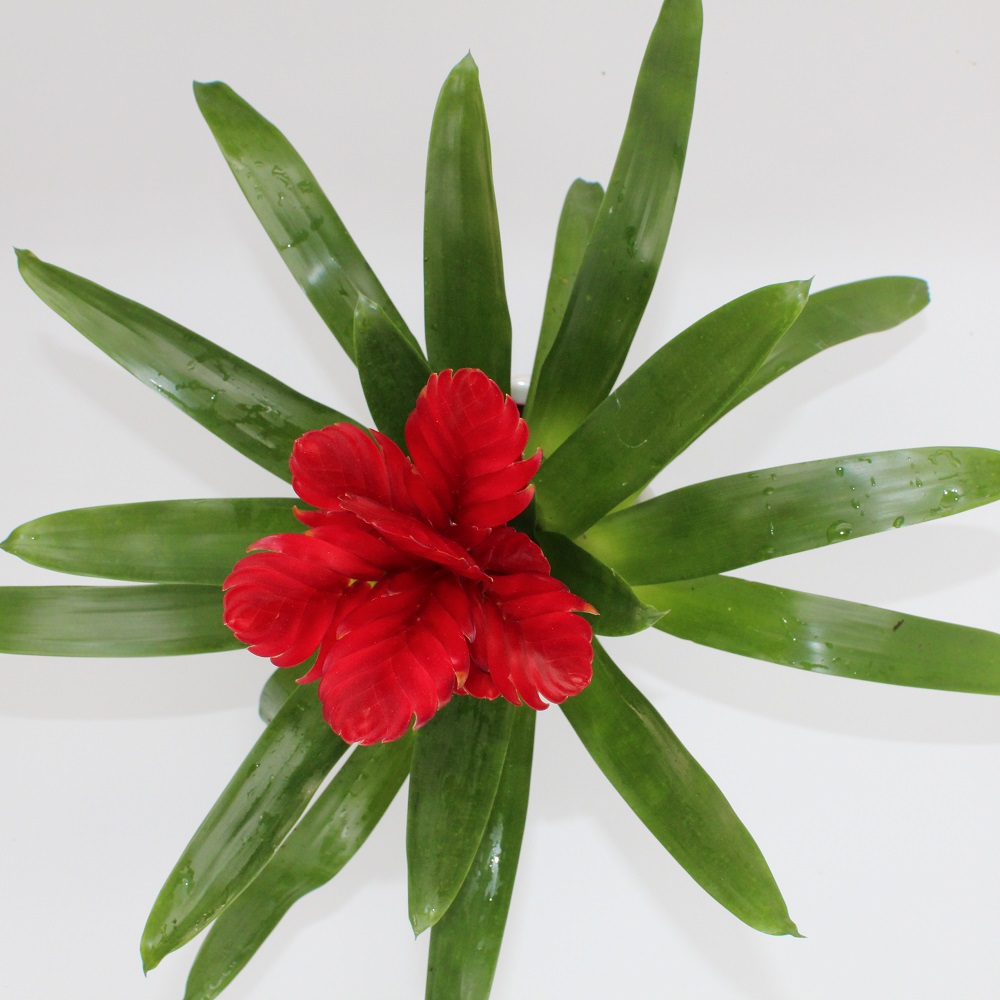 Bromelia Rossa dettaglio dall'alto