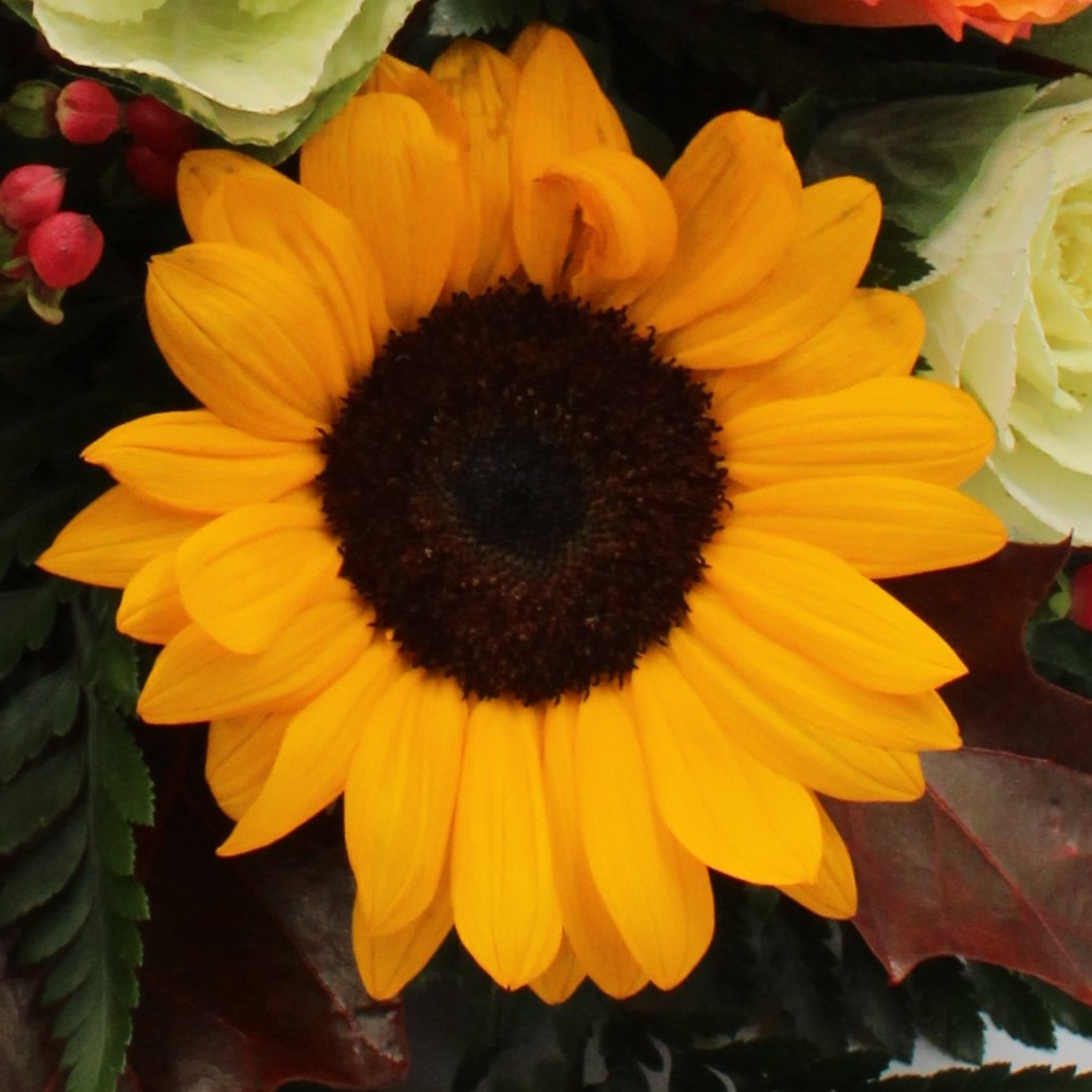 Centrotavola arancio di fiori misti dettaglio girsasoli