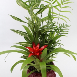 Composizione di piante con vaso in ceramica
