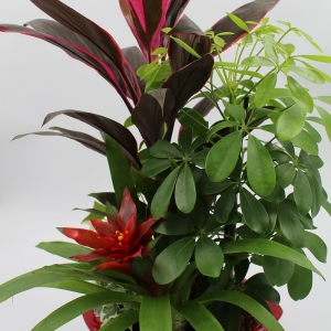 Composizione di piante con vaso in ceramica rosso basso