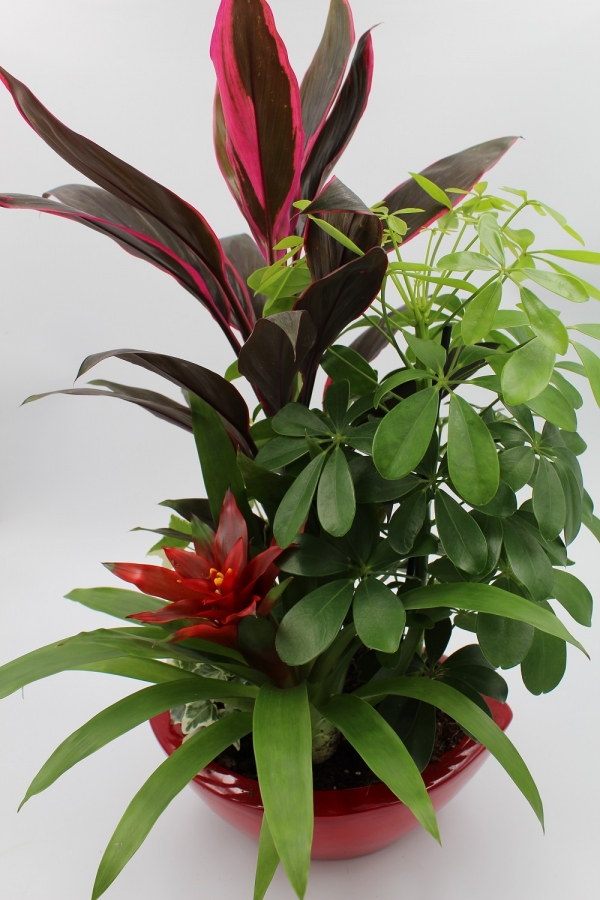 Composizione di piante con vaso in ceramica rosso basso