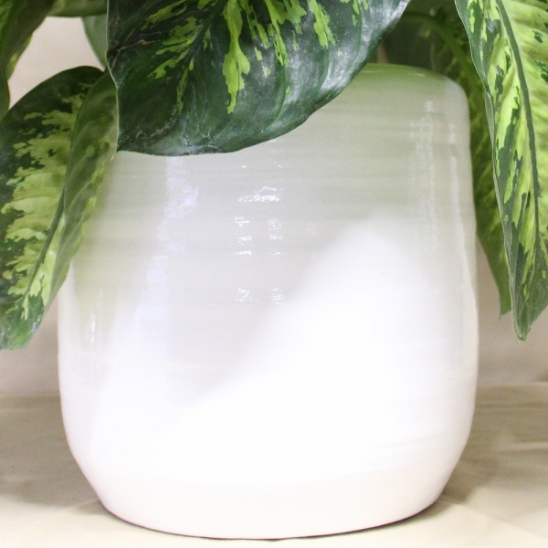 Dieffenbachia pianta ornamentale dettaglio vaso di ceramica
