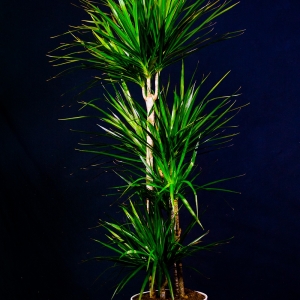 Dracena cordellina con vaso bianco