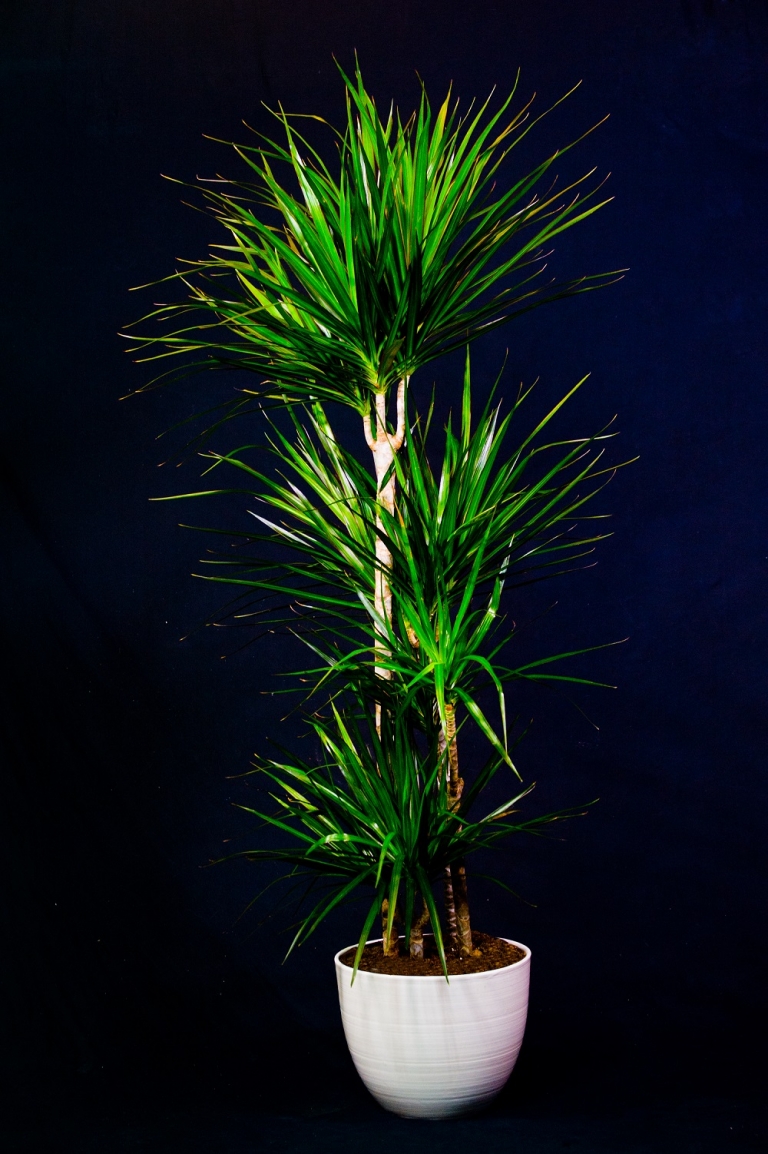 Dracena cordellina con vaso bianco