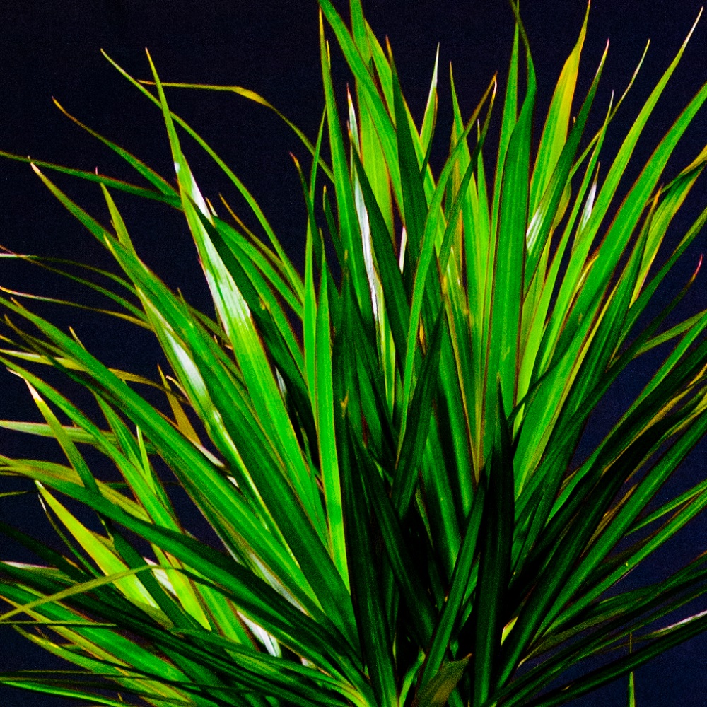 Dracena cordellina dettaglio cima