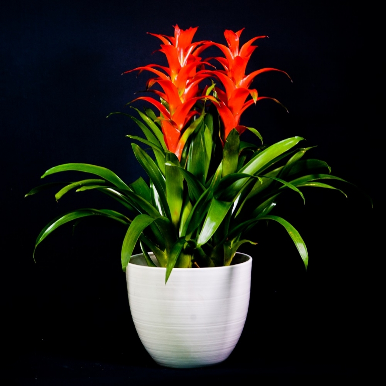 Guzmania con vaso bianco