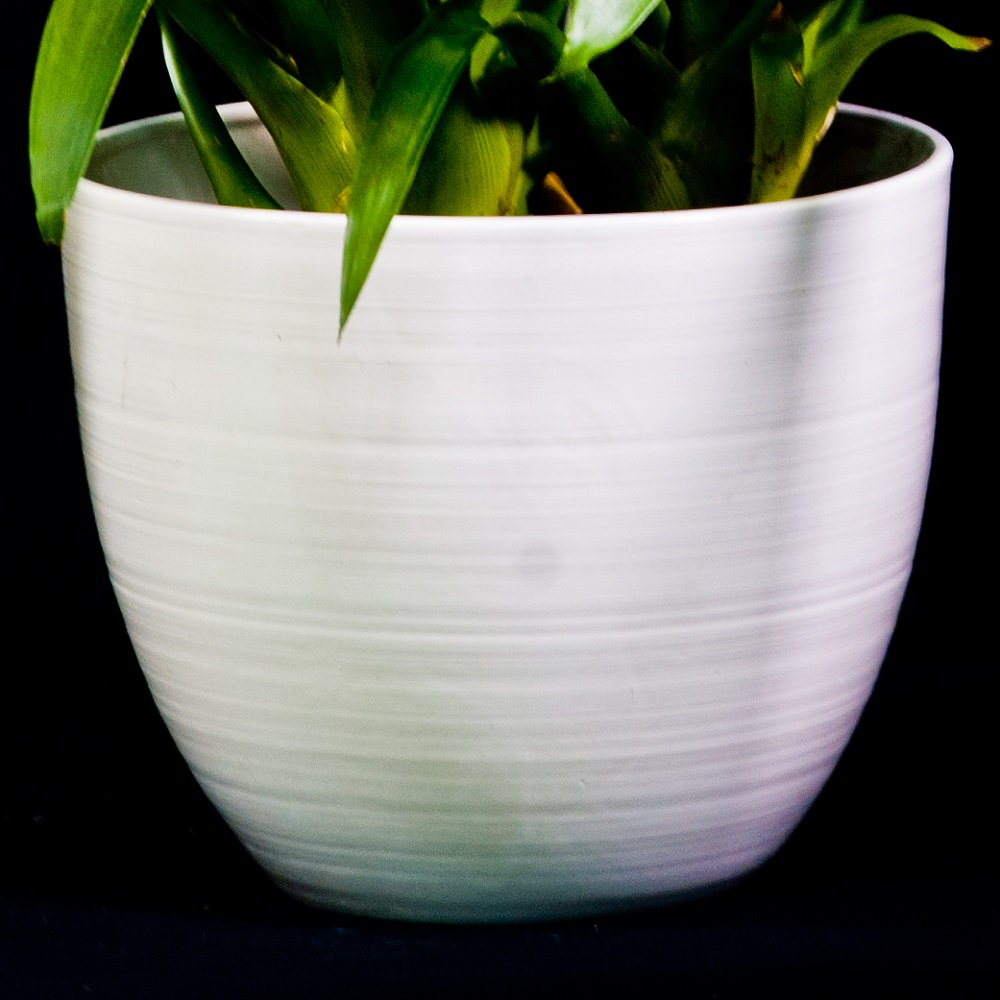 Guzmania dettaglio vaso bianco