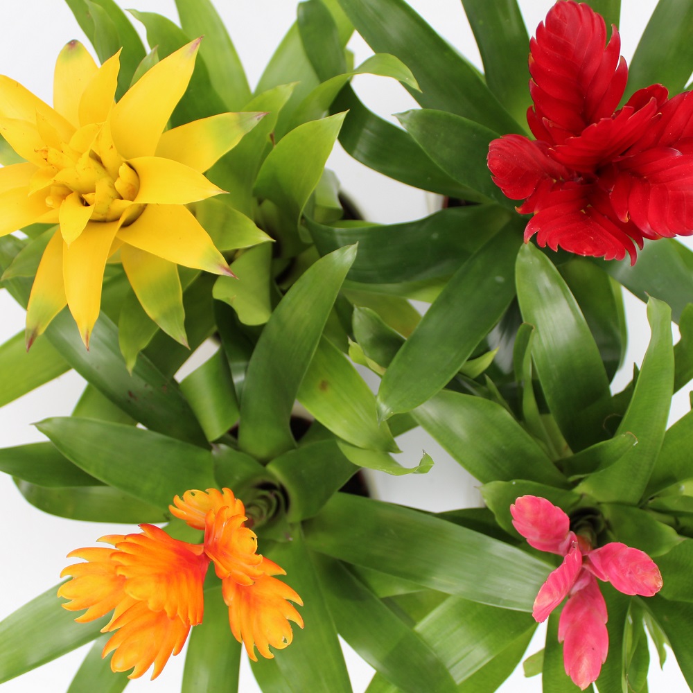 Guzmania vari colori