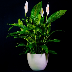Spathiphyllum in vaso bianco