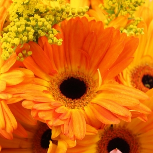 Bouquet di Gerbere colorate gialle dettaglio fiore