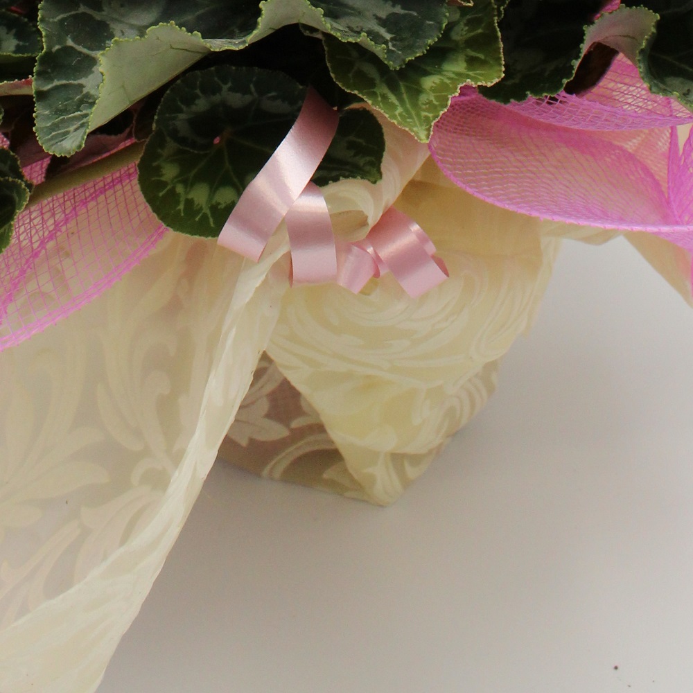 Ciclamini rosa dettaglio confezione