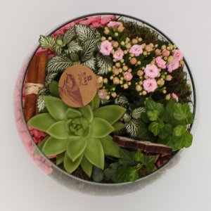 Composizione di piante con vaso di vetro dall'alto