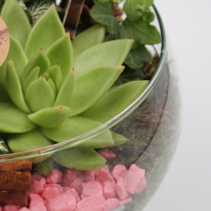 Composizione di piante con vaso di vetro dettaglio
