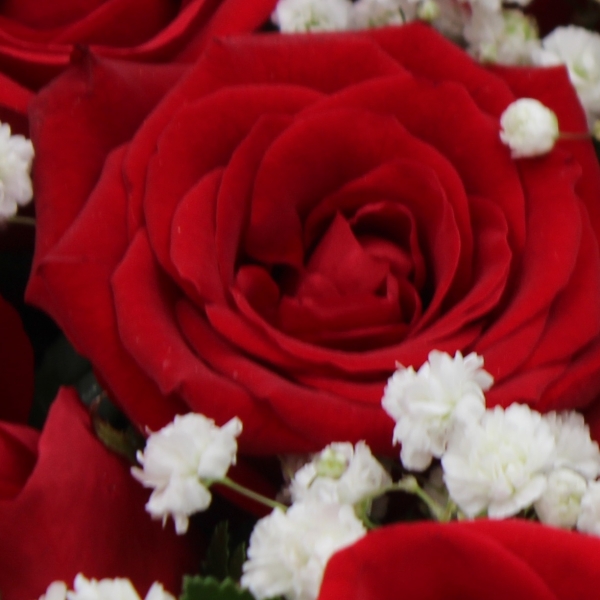 Cuore rosso di Rose dettaglio fiore